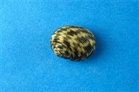 藏品(粗紋蜑螺)的圖片